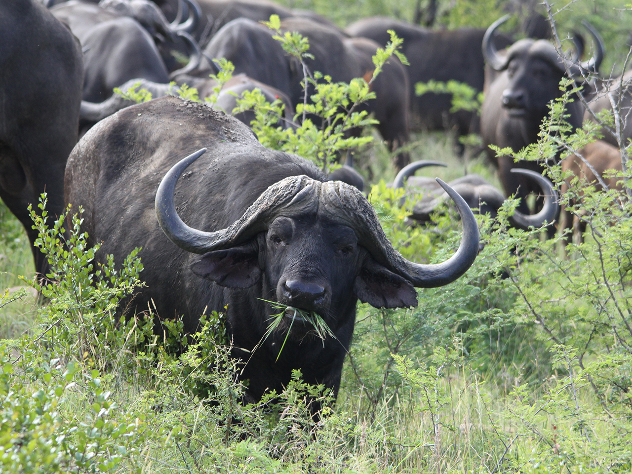 cape buffalo grazing in South Africa
